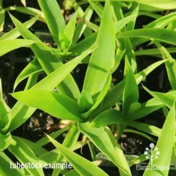 Yucca Elephantipes - Soft-tip Yucca 21 Yucca Elephantipes - Soft-tip Yucca -Plant Collection Sales Shop apo yucca soft tip tubestock top 1