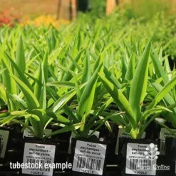 Yucca Elephantipes - Soft-tip Yucca 20 Yucca Elephantipes - Soft-tip Yucca -Plant Collection Sales Shop apo yucca soft tip tubestock 1