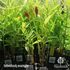 Zingiber - Edible Ginger -Plant Collection Sales Shop apo zingiber flower tubestock