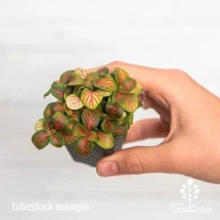 Fittonia Skeleton - Snakeskin Plant -Plant Collection Sales Shop ausplantsonline fittonia skeleton tube