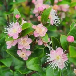 Austromyrtus Blush - Pink Midgem Berry -Plant Collection Sales Shop austromyrtus blush close