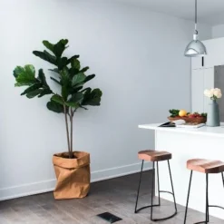 Ficus Lyrata Bambino - Fiddle Leaf Fig 13 Ficus Lyrata Bambino - Fiddle Leaf Fig -Plant Collection Sales Shop bambino kitchen