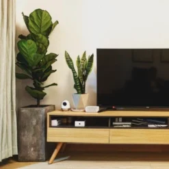 Ficus Lyrata Bambino - Fiddle Leaf Fig 15 Ficus Lyrata Bambino - Fiddle Leaf Fig -Plant Collection Sales Shop bambino tv