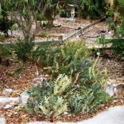 Banksia Blechnifolia 21 Banksia Blechnifolia -Plant Collection Sales Shop banksia blechnifolia flickr sydney oats 3