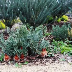 Banksia Blechnifolia 14 Banksia Blechnifolia -Plant Collection Sales Shop banksia candles mt barker