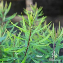 Banksia Spinulosa - Hairpin Banksia -Plant Collection Sales Shop banksia spinulosa foliage