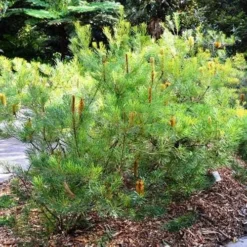 Banksia Spinulosa - Hairpin Banksia -Plant Collection Sales Shop banksiaspinulosa