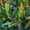 Laurus Miles Choice - Bay Tree