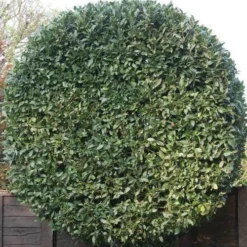 Laurus Miles Choice - Bay Tree -Plant Collection Sales Shop baytree flickr brian snelson 500