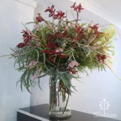 Anigozanthos Big Red - Kangaroo Paw -Plant Collection Sales Shop big red arrangement