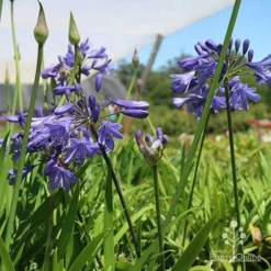 Agapanthus Bingo Blue -Plant Collection Sales Shop bingo at nursery