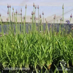 Agapanthus Bingo Blue -Plant Collection Sales Shop bingo blue mighty