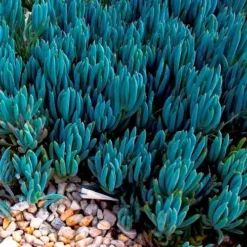 Senecio Chalk Sticks - Succulent 18 Senecio Chalk Sticks - Succulent -Plant Collection Sales Shop blue chalk sticks groundcover