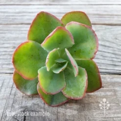 Echeveria Blue Curls - Succulent -Plant Collection Sales Shop blue curls