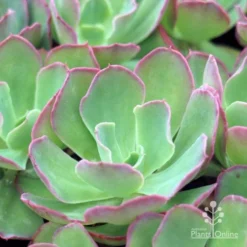 Echeveria Blue Curls - Succulent -Plant Collection Sales Shop blue curls 500