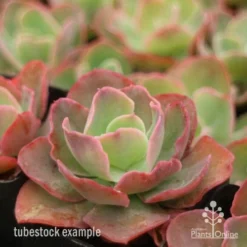Echeveria Blue Curls - Succulent -Plant Collection Sales Shop blue curls side