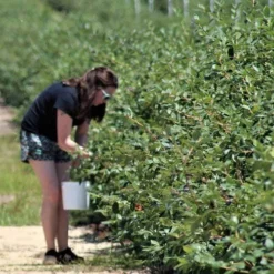 Blueberry Misty -Plant Collection Sales Shop blueberries picking