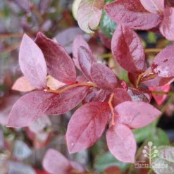 Blueberry Misty -Plant Collection Sales Shop blueberry misty autumn colour