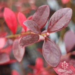 Blueberry Sunshine Blue -Plant Collection Sales Shop blueberry sunshine autumn colour