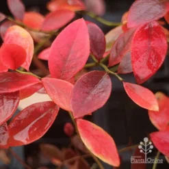 Blueberry Sunshine Blue -Plant Collection Sales Shop blueberry sunshine blue autumn colour
