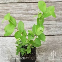 Blueberry Brightwell -Plant Collection Sales Shop blueberry tube 3