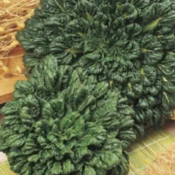 Bok Choi - Seed -Plant Collection Sales Shop bok choi