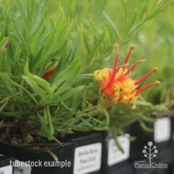 Grevillea Bonnie Prince Charlie -Plant Collection Sales Shop bonnie prince charlie tubestock in flower