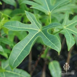 Illawarra Flame Tree - Brachychiton -Plant Collection Sales Shop brachychiton acerifolius leaf