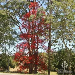 Illawarra Flame Tree - Brachychiton -Plant Collection Sales Shop brachychiton flame tree waterfall