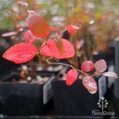 Blueberry Brightwell -Plant Collection Sales Shop brightwell blueberry autumn colour