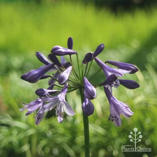 Agapanthus Buccaneer 2 Agapanthus Buccaneer - Image 2