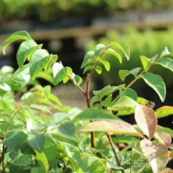 Burdekin Plum - Pleiogynium -Plant Collection Sales Shop burdekin shoot