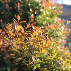 Syzygium Bush Christmas - Lilly Pilly -Plant Collection Sales Shop bush christmas sunlit
