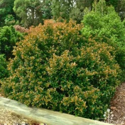 Syzygium Bush Christmas - Lilly Pilly -Plant Collection Sales Shop bush christmas syzygium