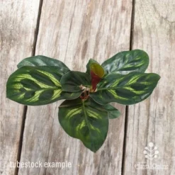 Calathea Makoyana - Peacock Plant 12 Calathea Makoyana - Peacock Plant -Plant Collection Sales Shop calathea makoyane leaf 1