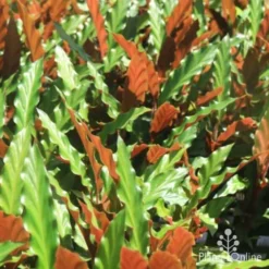 Calathea Rufibarba - Velvet Calathea -Plant Collection Sales Shop calathea sunlit 500 1