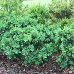 Callistemon Better John -Plant Collection Sales Shop callistemon better john bushes