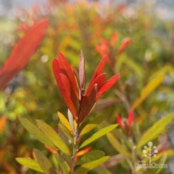 Callistemon Candy Burst -Plant Collection Sales Shop callistemon candy burset leaf colour sun