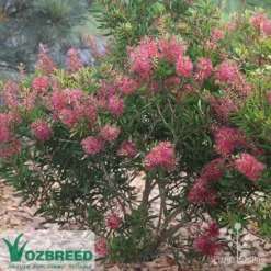 Callistemon Candy Burst -Plant Collection Sales Shop callistemon candy burst bush