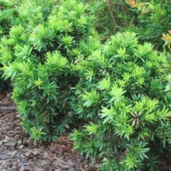 Callistemon Green John -Plant Collection Sales Shop callistemon green john 500