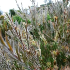 Callistemon Summer Days™ -Plant Collection Sales Shop callistemon summer days foliage