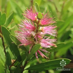 Callistemon Sweet Burst -Plant Collection Sales Shop callistemon sweet burst tubestock flower
