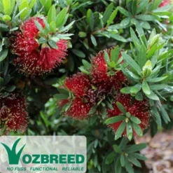 Callistemon Better John
