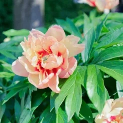 Peony Canary Brilliants - 1 Bulb -Plant Collection Sales Shop canary brilliants