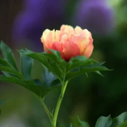 Peony Canary Brilliants - 1 Bulb -Plant Collection Sales Shop canary brilliants bud
