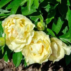 Peony Canary Brilliants - 1 Bulb -Plant Collection Sales Shop canary brilliants fd richards flickr2