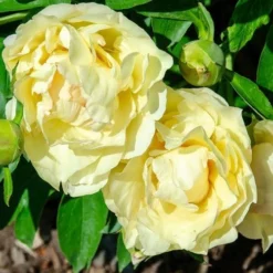 Peony Canary Brilliants - 1 Bulb -Plant Collection Sales Shop canary brilliants fd richards flickr2 crop
