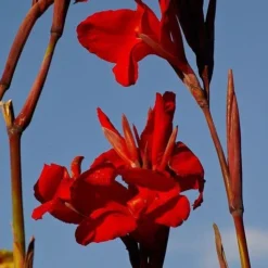 Canna Americana - 1 Bulb -Plant Collection Sales Shop canna lilies red