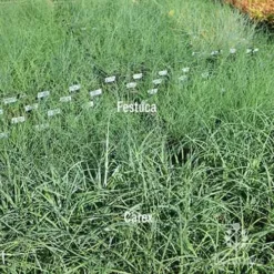 Carex Blue Cascade -Plant Collection Sales Shop carex v festuca compare