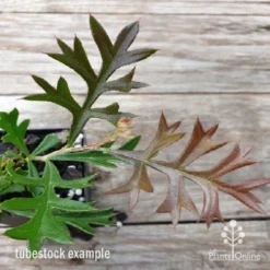 Grevillea Carpet Layer -Plant Collection Sales Shop carpet layer leaf 1